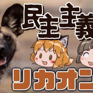 【天才】狩りは○○で決める！？民主主義の犬リカオン【へんないきもの#94】