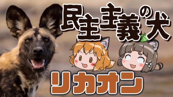 【天才】狩りは○○で決める！？民主主義の犬リカオン【へんないきもの#94】