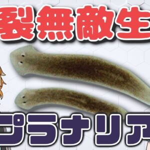 【超無敵】不死身の生物！？プラナリアの最強分裂能力【へんないきものRE#3】
