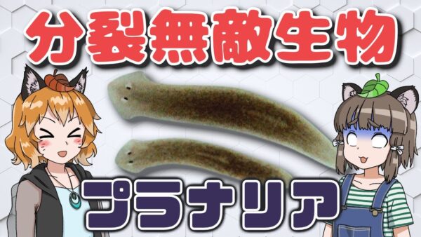 【超無敵】不死身の生物！？プラナリアの最強分裂能力【へんないきものRE#3】