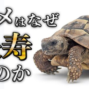 【疑問】カメはなぜ長寿なのか？｜老いを知らないカメの驚異的アンチエイジング