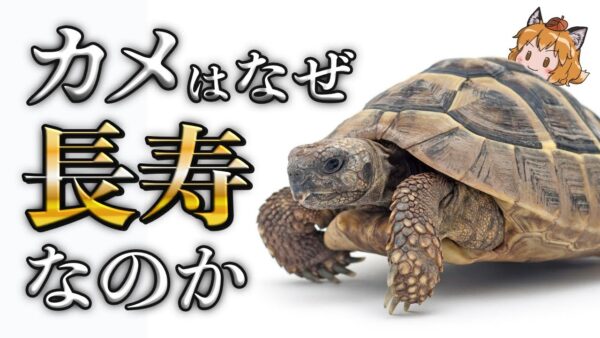 【疑問】カメはなぜ長寿なのか？｜老いを知らないカメの驚異的アンチエイジング