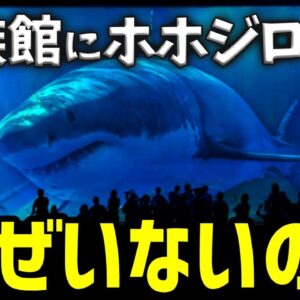 【疑問】なぜ水族館にはホホジロザメがいないのか？