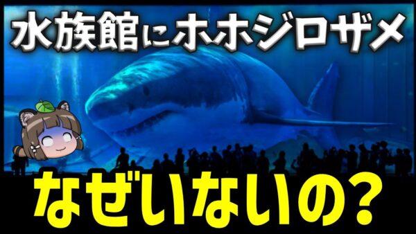 【疑問】なぜ水族館にはホホジロザメがいないのか？