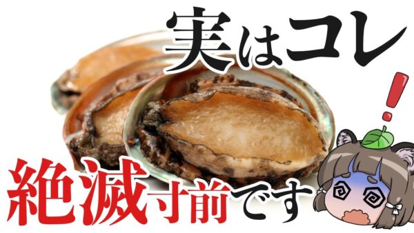 【悲報】みんなが食べてるアワビ、絶滅危惧種になりました…
