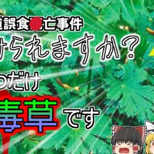 【2012年北海道】最も有名な毒草 絶対に間違えてはいけなかった山菜…『トリカブト誤食事件』【ゆっくり解説】