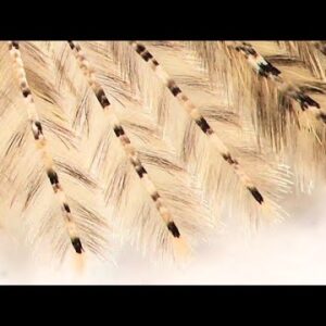 鳥の羽？いいえ、虫の羽です。【みじカメの話改】#3