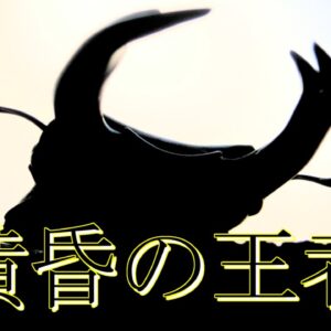 【ゆっくり解説】#35 オオクワガタ(後編)～知られざる生態～