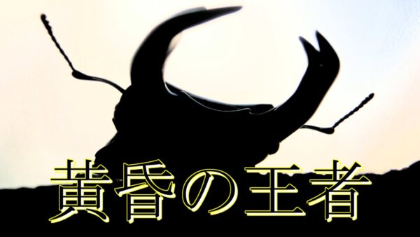 【ゆっくり解説】#35 オオクワガタ(後編)～知られざる生態～