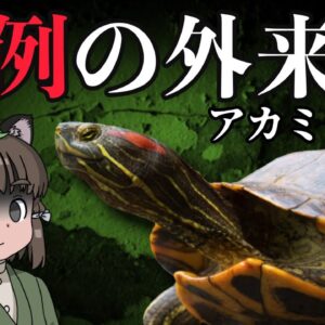 【異例】特別扱いの外来種！？ミシシッピアカミミガメ【ヤバい外来種#6】