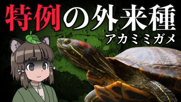 【異例】特別扱いの外来種！？ミシシッピアカミミガメ【ヤバい外来種#6】