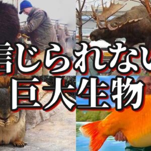【BIG】信じられないサイズの巨大生物8選 -パート3-