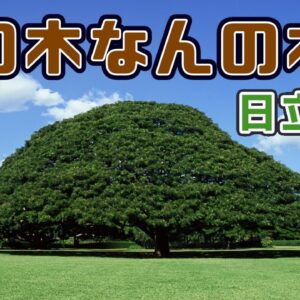 【日立の樹】「この木なんの木」は何の木？CMの気になる木の正体