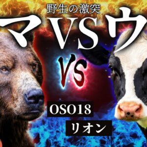 【OSO18】巨大ヒグマVS最強ウシ！？北海道で暴れまわるクマの行方とは…