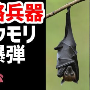 【武器解説】コウモリ爆弾、WW2アメリカ軍の最終兵器？ルーズベルトも開発を承認した恐るべき爆弾