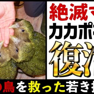 【最弱】カカポを絶滅から救った伝説の生物担当官を知ってますか？