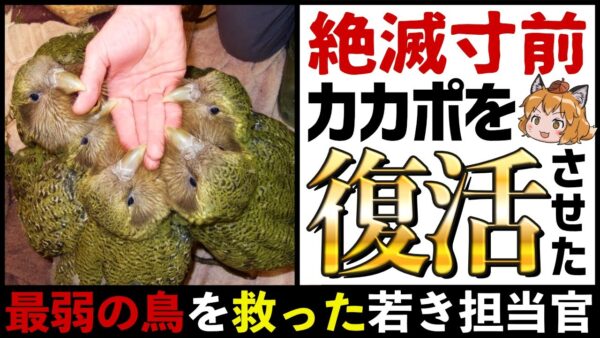 【最弱】カカポを絶滅から救った伝説の生物担当官を知ってますか？