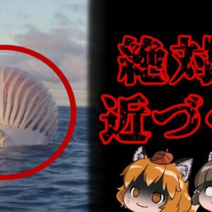 【超危険】絶対近づくな！座礁クジラに触れてはいけない本当の理由…