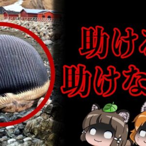【淀ちゃん】助けられないの？弱ったクジラはどう処理されるのか…