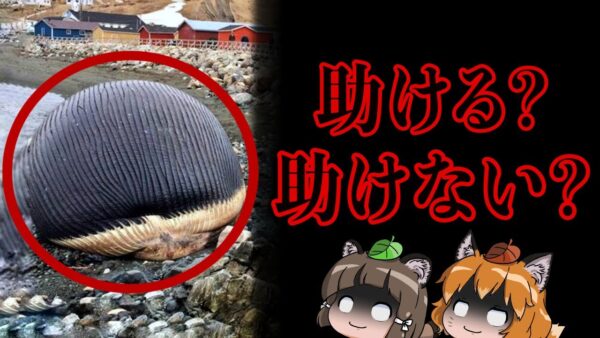 【淀ちゃん】助けられないの？弱ったクジラはどう処理されるのか…