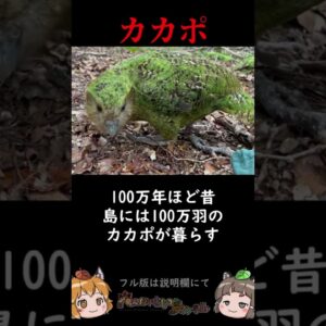 【自滅】カカポ絶滅寸前の理由が納得すぎる【1分へんないきもの】 #shorts