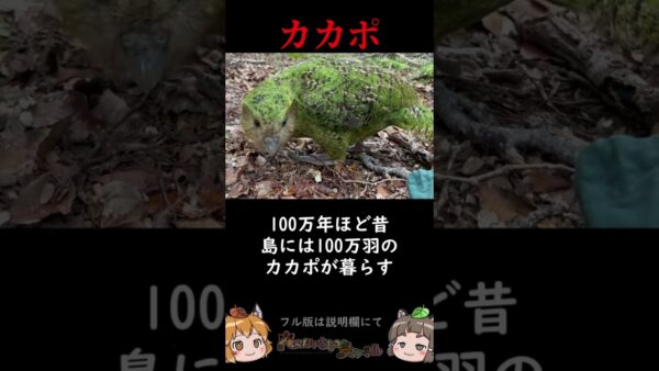 【自滅】カカポ絶滅寸前の理由が納得すぎる【1分へんないきもの】 #shorts
