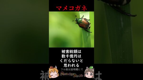 【逆特定外来生物】海外で暴れている日本の生き物3選 パート2 #shorts