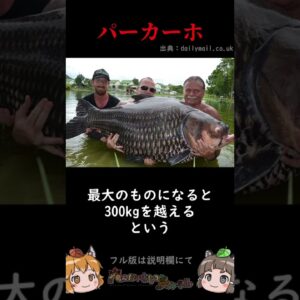 【ヤバすぎ】信じられない巨大怪魚3選 #shorts