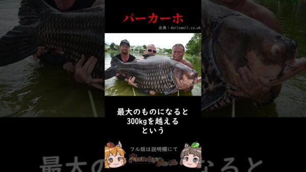 【ヤバすぎ】信じられない巨大怪魚3選 #shorts