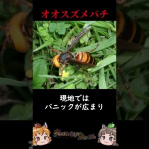 【逆特定外来生物】海外で暴れている日本の生き物3選 #shorts