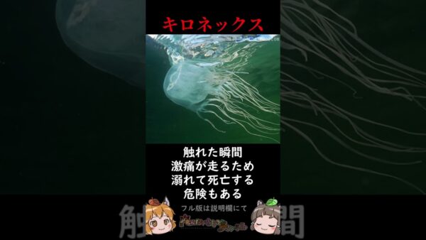 【超絶注意】絶対近づいてはいけない猛毒の生き物3選 #shorts