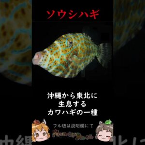 【超危険】身近に生息する危険な海の生き物3選～魚類編～ #shorts