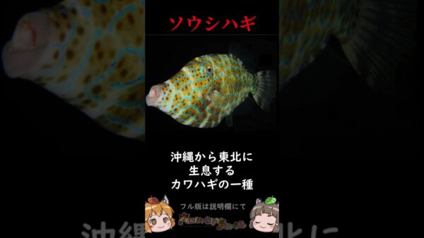 【超危険】身近に生息する危険な海の生き物3選～魚類編～ #shorts