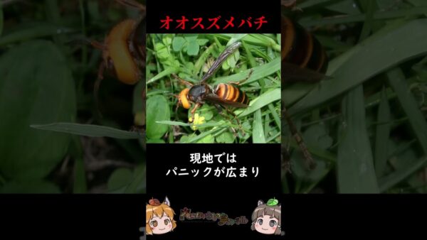 【逆特定外来生物】海外で暴れている日本の生き物3選 #shorts