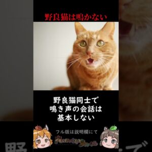 近年解明されたばかりの猫の秘密3選 #shorts