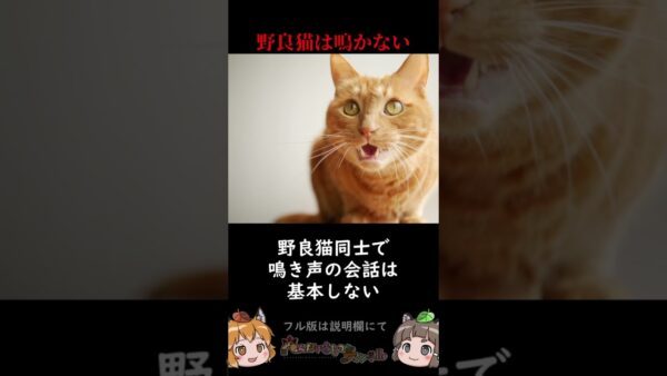 近年解明されたばかりの猫の秘密3選 #shorts