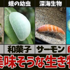 【飯テロ】見た目が美味しそうな生き物9選