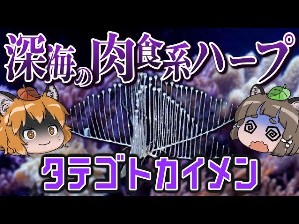 【謎生物】深海のモンスター！？タテゴトカイメン【へんないきもの#95】
