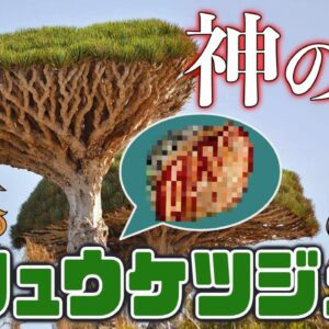 【神秘】流血する竜の木！？リュウケツジュ【へんないきもの#96】