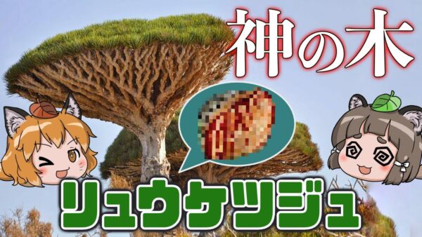 【神秘】流血する竜の木！？リュウケツジュ【へんないきもの#96】