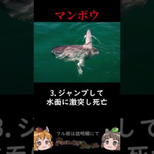 マンボウがあまりにも最弱過ぎる #shorts