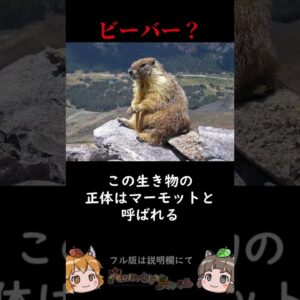 【絶叫するビーバー】あの動物はビーバーじゃない　#shorts