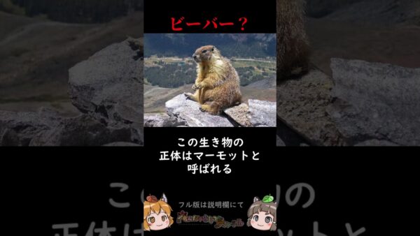 【絶叫するビーバー】あの動物はビーバーじゃない　#shorts