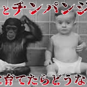 【ゆっくり解説】赤ん坊のヒトとチンパンジーを一緒に育てたら…ウィンスロップ・ケロッグの育成実験について語るぜ！