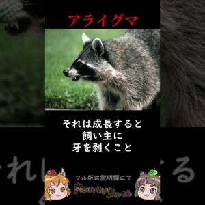 【危険】アライグマの知られざる野蛮な一面【1分へんないきもの】 #shorts