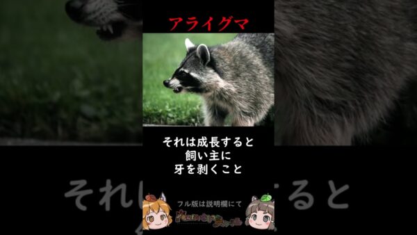 【危険】アライグマの知られざる野蛮な一面【1分へんないきもの】 #shorts