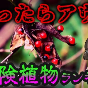 【超絶注意】絶対触るな！死ぬほど恐ろしい危険植物ランキング10選