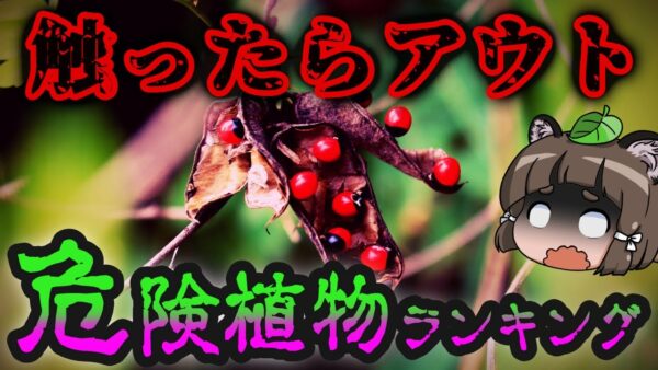 【超絶注意】絶対触るな！死ぬほど恐ろしい危険植物ランキング10選