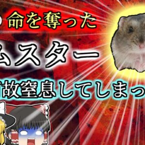 【2004年埼玉】ハムスターに噛まれ、突然息ができなくなり心肺停止状態で運ばれた男性亡くなる 【ゆっくり解説】