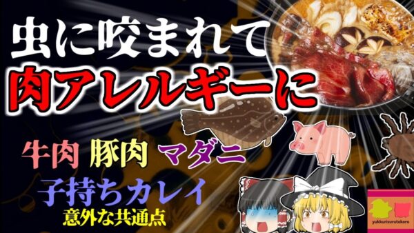 【2005年島根】虫に咬まれて肉アレルギーに？ 煮つけを食べてアナフィラキシーショック！ 同時期に突然運ばれてきた患者たちの意外な共通点  背景には島根特有の事情が 【ゆっくり解説】